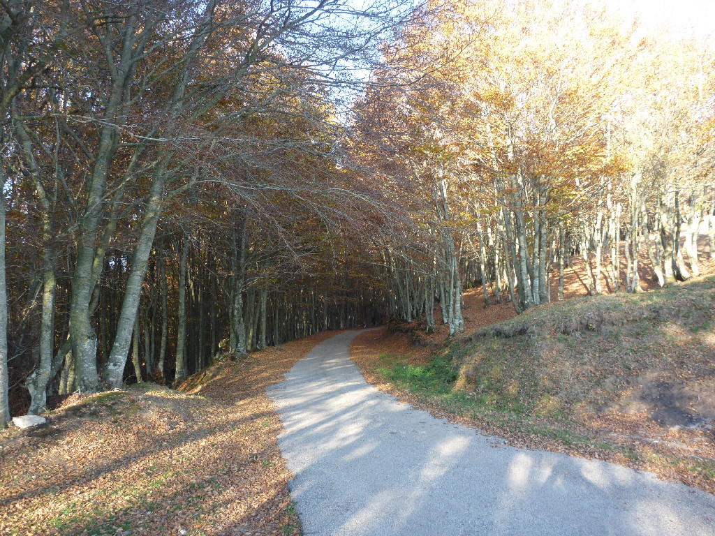 forest path surrounded by fall leaves